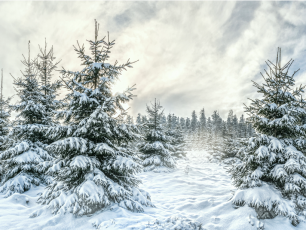 Пуровчане смогут выбрать в лесу ель к Новому году с 1 декабря