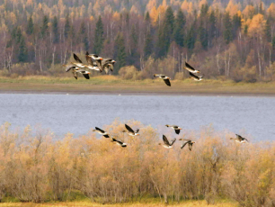 Ямальцы обсуждают в Китае проблемы сохранения редких птиц