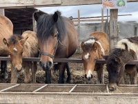 На Ямале продолжается работа по разведению уникальной породы лошадей