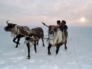 Тур в Арктику за идею: на Ямале запущен конкурс на лучшую экопосуду 
