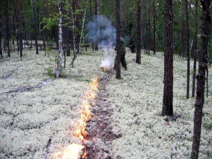 В Пуровском районе локализуют два лесных пожара