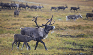 На Ямале стартуют генетические исследования ненецкой породы северного оленя