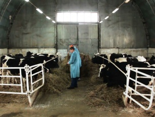 Ферма народного предпринимателя увеличивает надои молока